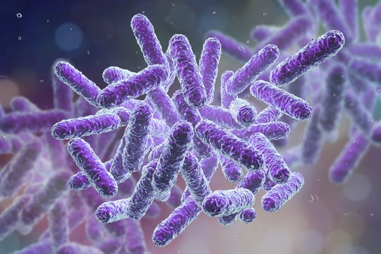 How do gut bacteria impact our entire body?