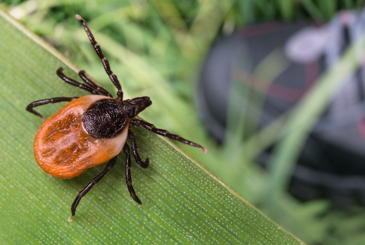 lymedisease